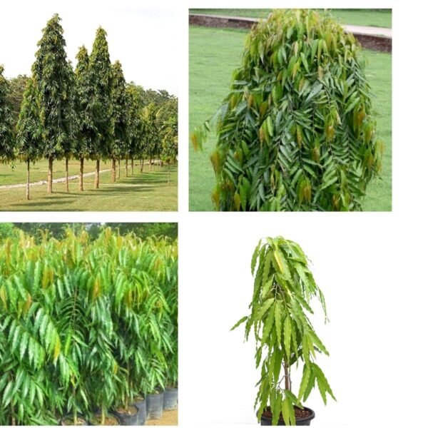 Wipin Debdaru Polyalthia Longifolia Ashoka Grafted Live Plant(Height1.5-3Feet) - Image 3