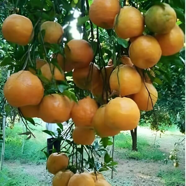 Chatoki Orange Nagpur Gold Grafted Live Fruit Plant(Height1.5-3Feet) - Image 3