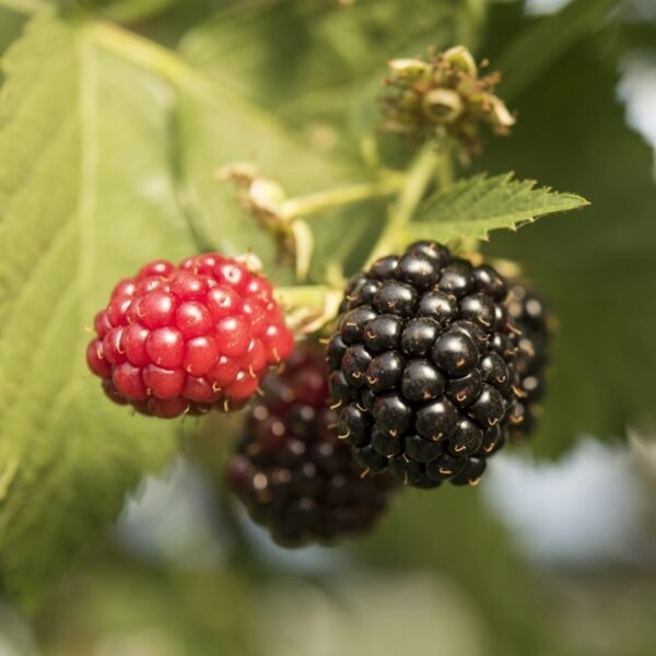 Blackberry Grafted Live Fruit Plant(Height1.5-3Feet) - Image 4