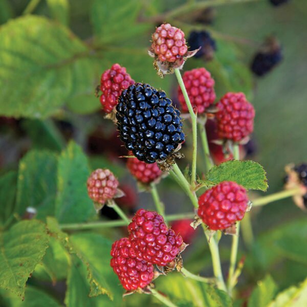 Blackberry Grafted Live Fruit Plant(Height1.5-3Feet) - Image 3
