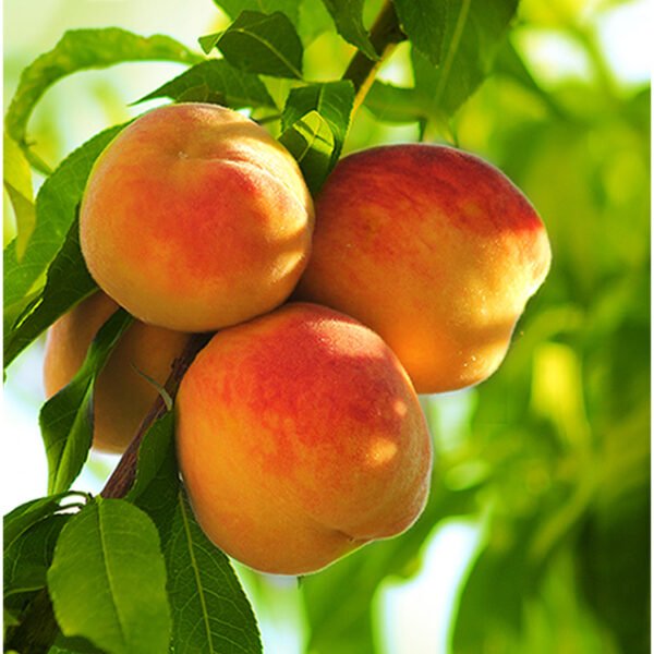 Peach Prunus Persica Grafted Live Fruit Plant(Height1.5-3Feet)