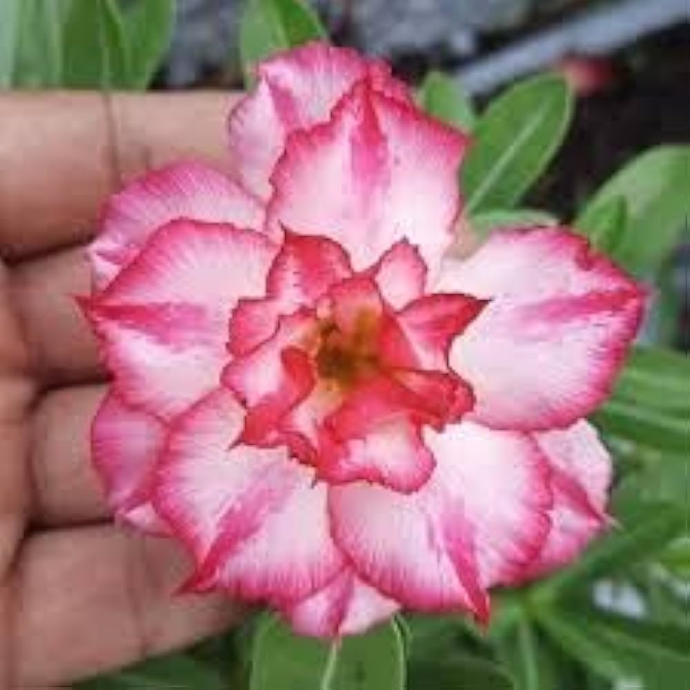 Adenium 'R148' Grafted Live Flower Plant(Height1.5-3Feet)