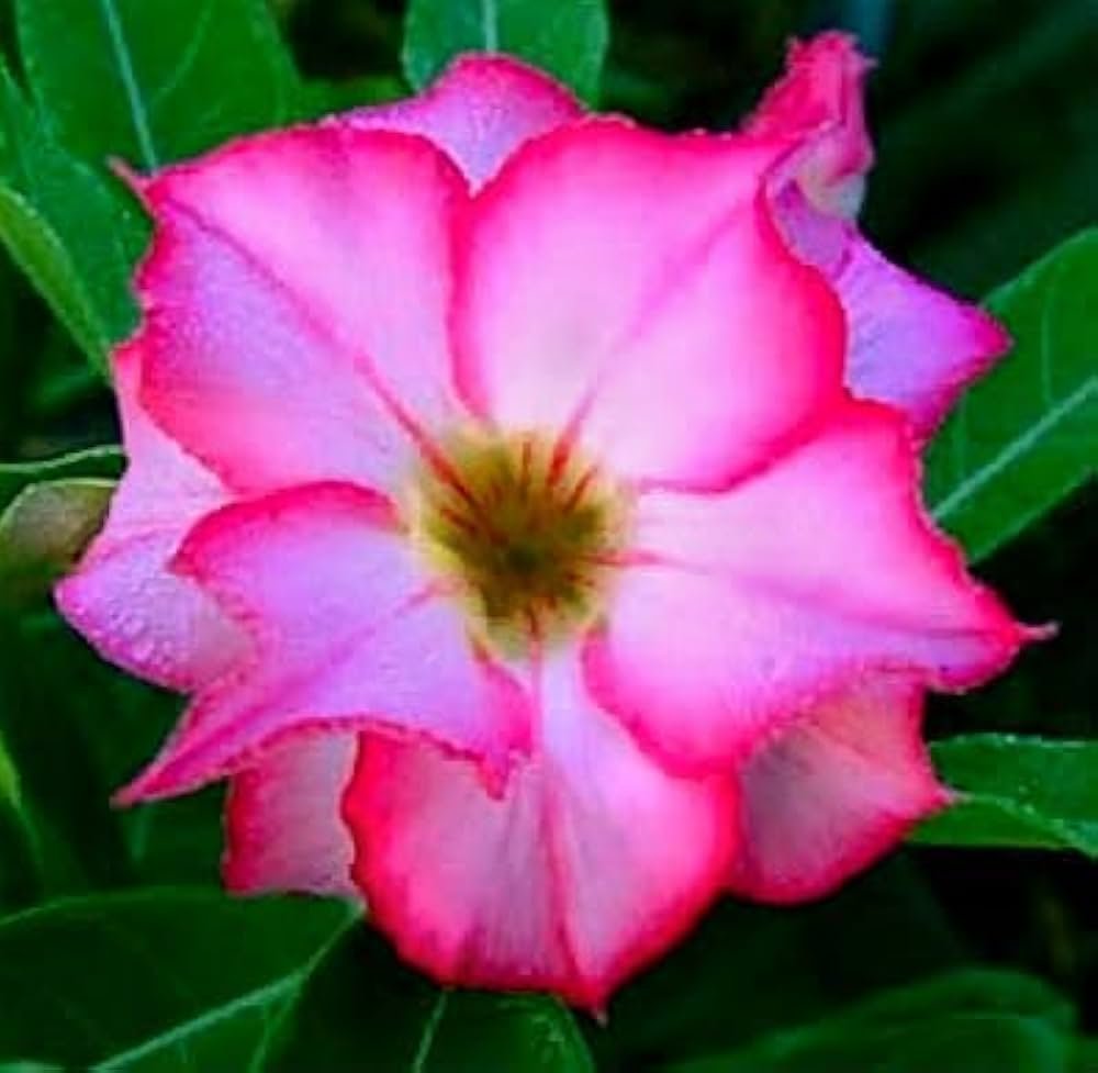 Adenium 'R147' Grafted Live Flower Plant(Height1.5-3Feet)