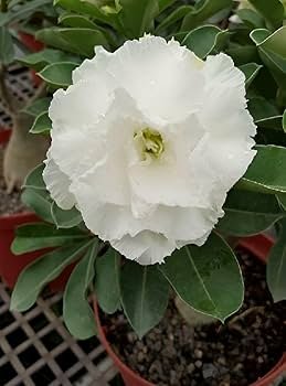 Adenium ‘R152’ Grafted Live Flower Plant(Height1.5-3Feet)