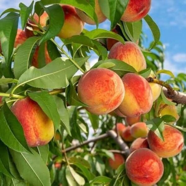 Peach Prunus Persica Grafted Live Fruit Plant(Height1.5-3Feet) - Image 3