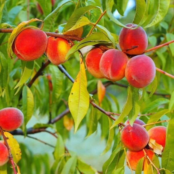 Peach Prunus Persica Grafted Live Fruit Plant(Height1.5-3Feet) - Image 4