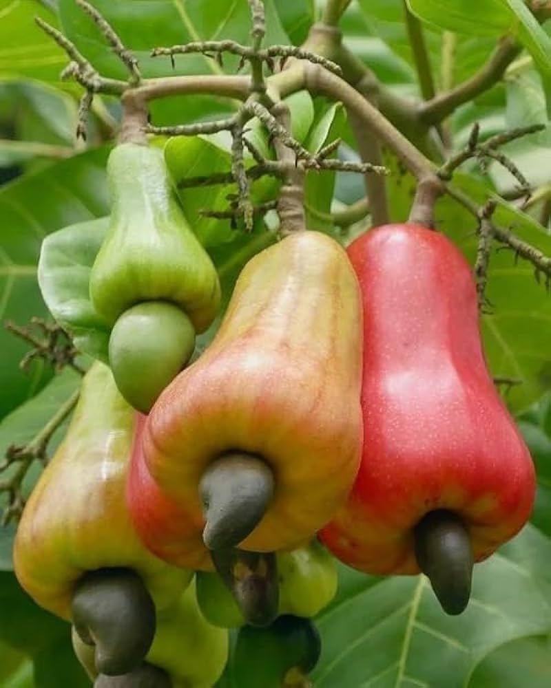 Cashew Nut/Kaju Badam Grafted Live Fruit Plant(Height1.5-3Feet) - Image 2