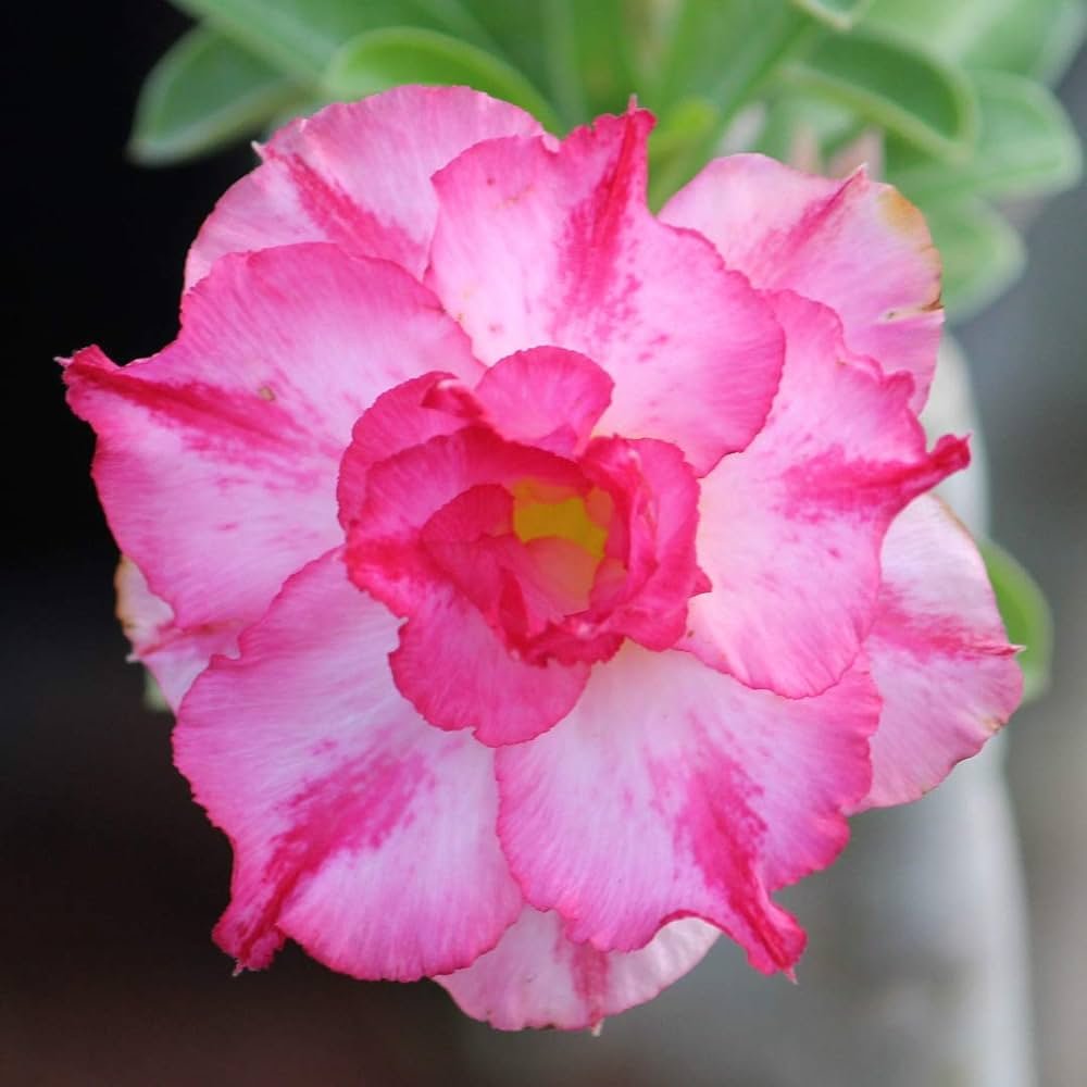 Adenium ‘R153’ Grafted Live Flower Plant(Height1.5-3Feet)