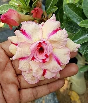 Adenium 'R149' Grafted Live Flower Plant(Height1.5-3Feet)