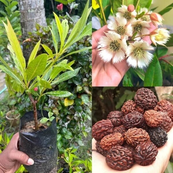 Rudraksha/Elaeocarpus Ganitrus Grafted Live Plant(Height1.5-3Feet) - Image 4