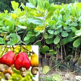 Cashew Nut/Kaju Badam Grafted Live Fruit Plant(Height1.5-3Feet)