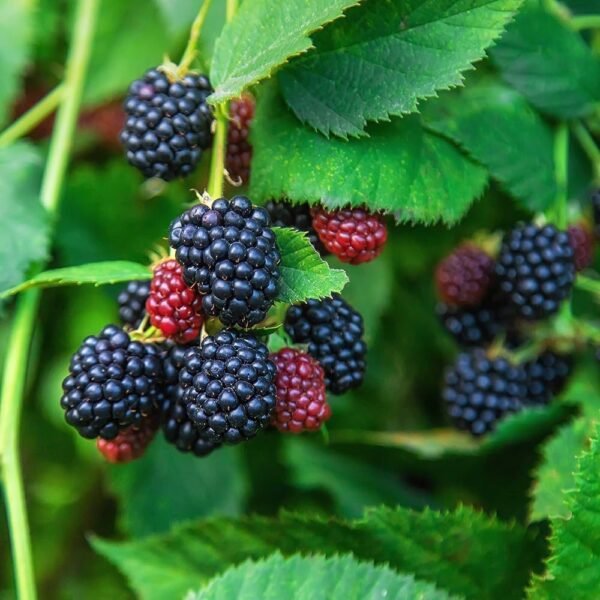 Blackberry Grafted Live Fruit Plant(Height1.5-3Feet) - Image 2