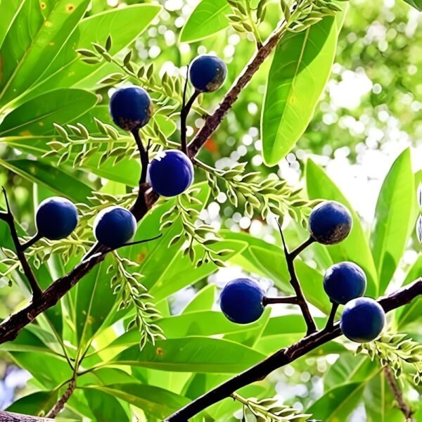 Rudraksha/Elaeocarpus Ganitrus Grafted Live Plant(Height1.5-3Feet) - Image 2
