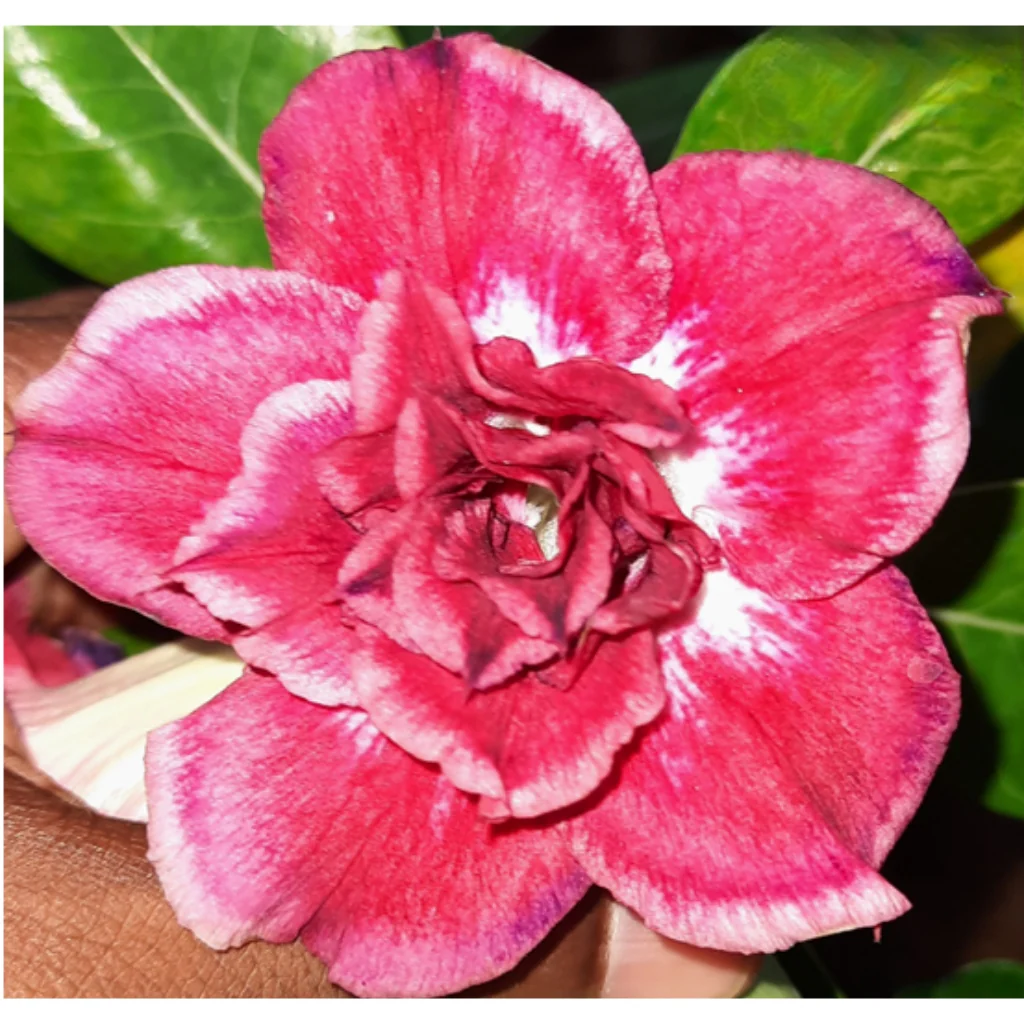 Adenium ‘R155’ Grafted Live Flower Plant(Height1.5-3Feet)