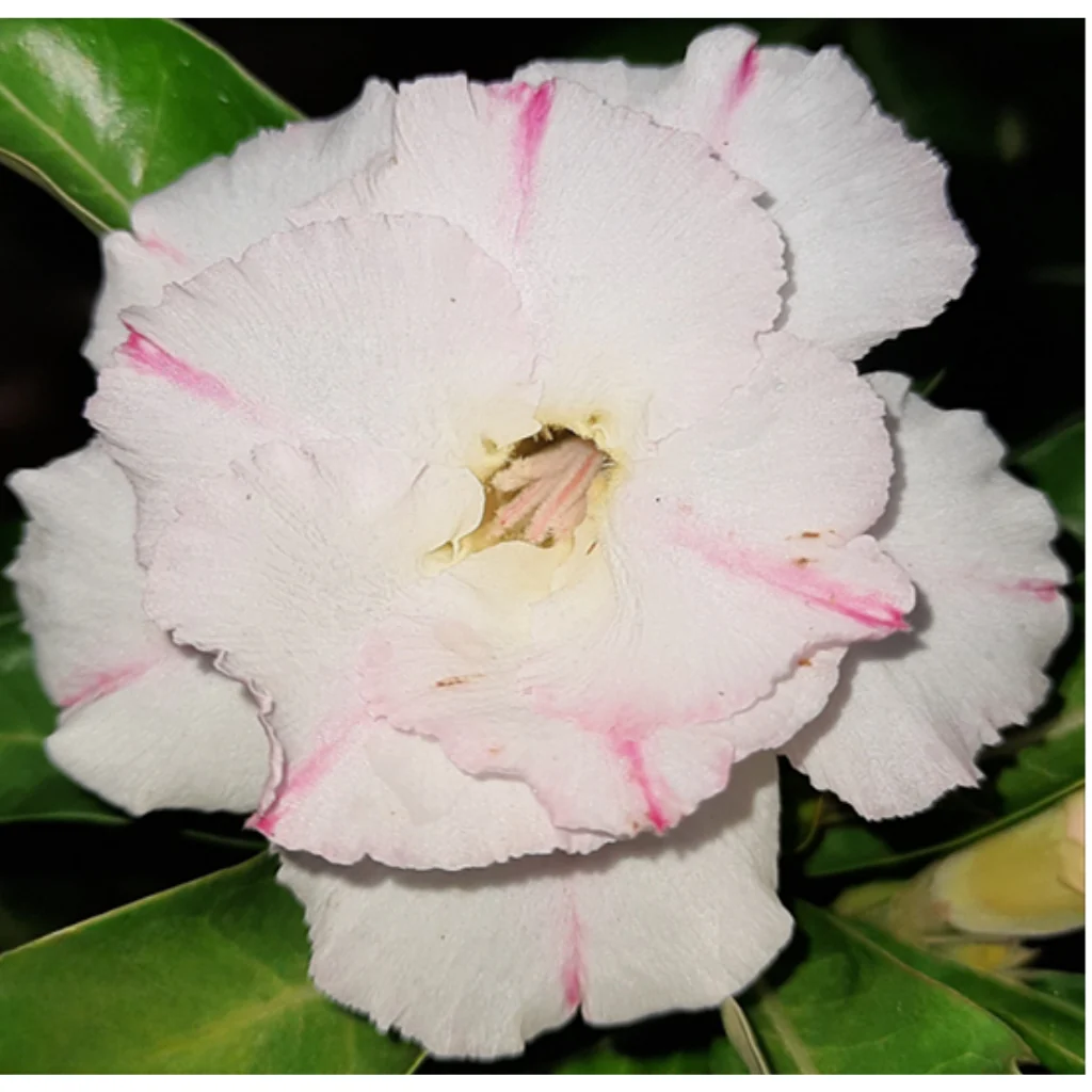 Adenium ‘R157’ Grafted Live Flower Plant(Height1.5-3Feet)