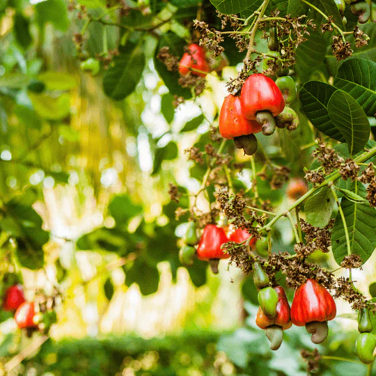 Cashew Nut/Kaju Badam Grafted Live Fruit Plant(Height1.5-3Feet) - Image 4