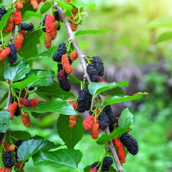 Mulberry Grafted Live Fruit Plant(Height1.5-3Feet)