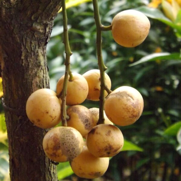 Lotkon Burmese Grape Grafted Live Fruit Plant(Height1.5-3Feet) - Image 4