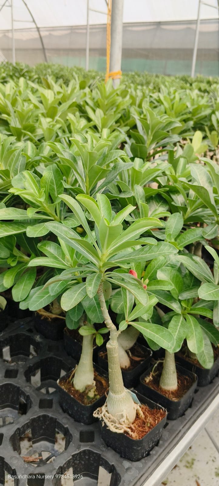 Adenium ‘R167’ Grafted Live Flower Plant(Height1.5-3Feet) - Image 2