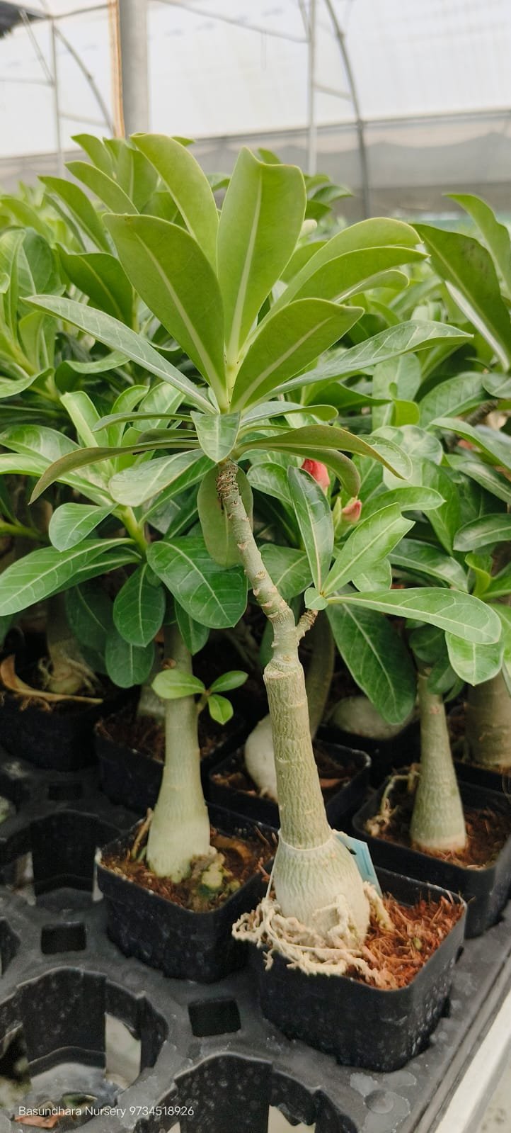 Adenium ‘R156’ Grafted Live Flower Plant(Height1.5-3Feet) - Image 3