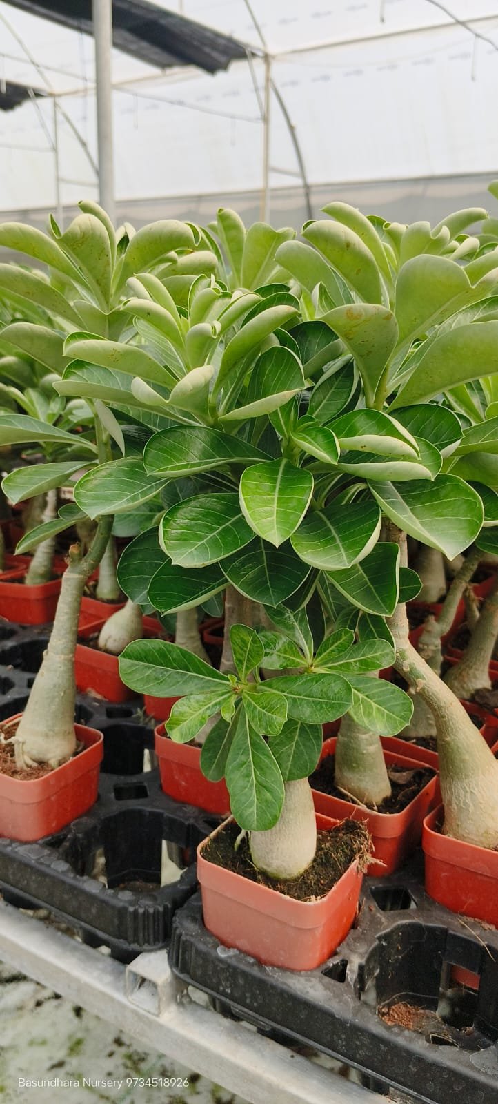 Adenium ‘R152’ Grafted Live Flower Plant(Height1.5-3Feet) - Image 2