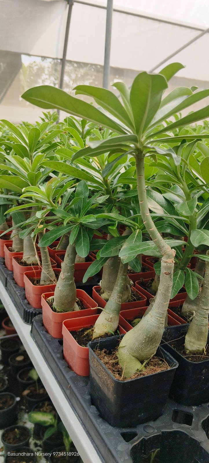 Adenium 144 Grafted Live Flower Plant(Height1.5-3Feet)