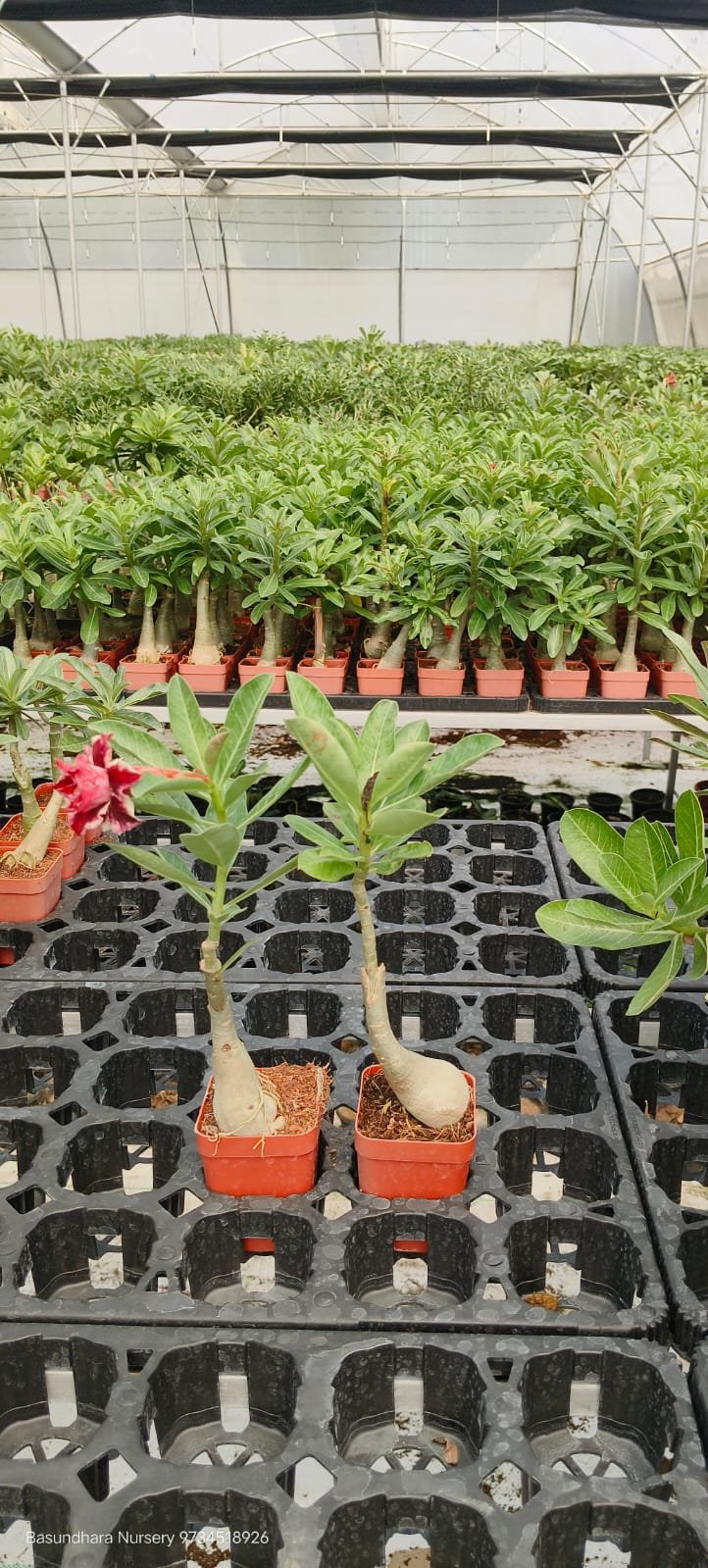 Adenium 144 Grafted Live Flower Plant(Height1.5-3Feet) - Image 2