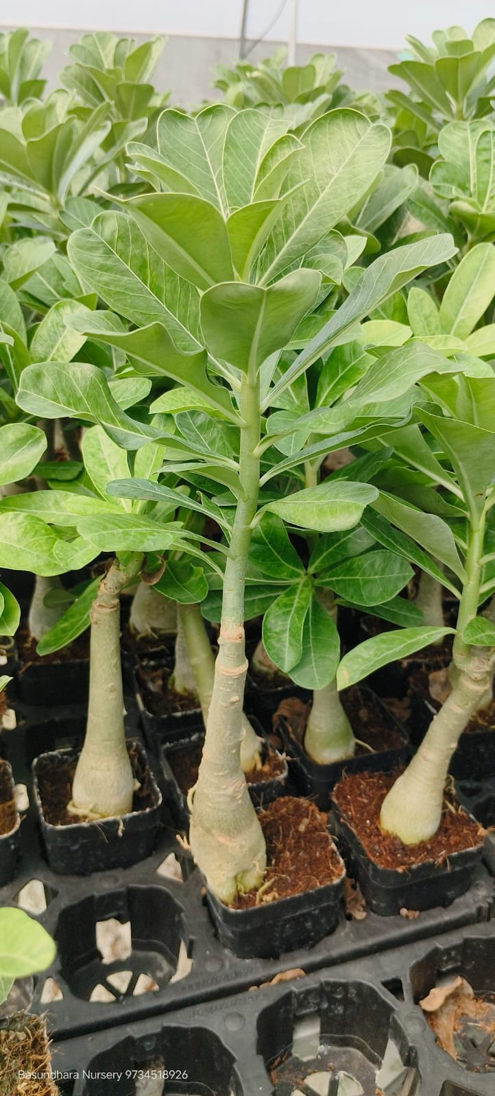 Adenium ‘R157’ Grafted Live Flower Plant(Height1.5-3Feet) - Image 3