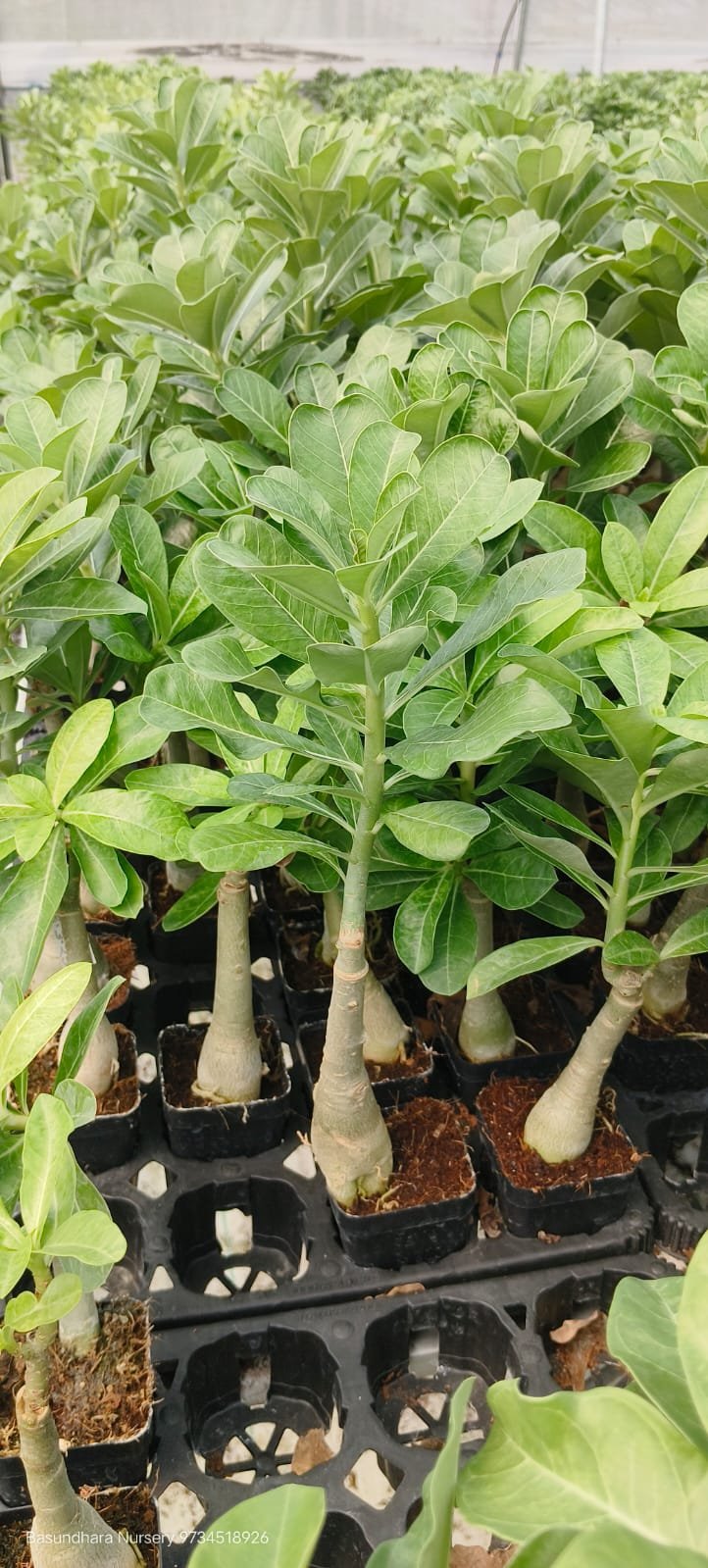 Adenium ‘R154’ Grafted Live Flower Plant(Height1.5-3Feet) - Image 2