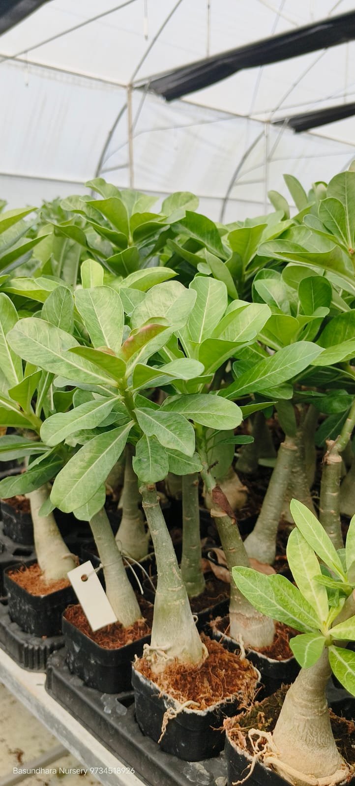 Adenium ‘R151’ Grafted Live Flower Plant(Height1.5-3Feet) - Image 2