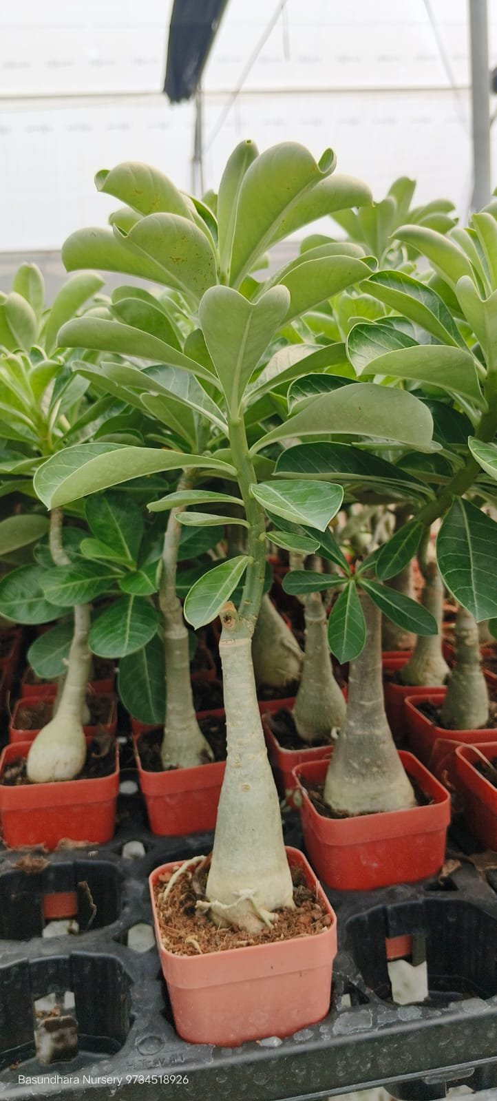 Adenium ‘R151’ Grafted Live Flower Plant(Height1.5-3Feet) - Image 3