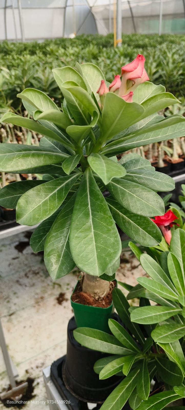 Adenium ‘R155’ Grafted Live Flower Plant(Height1.5-3Feet) - Image 2