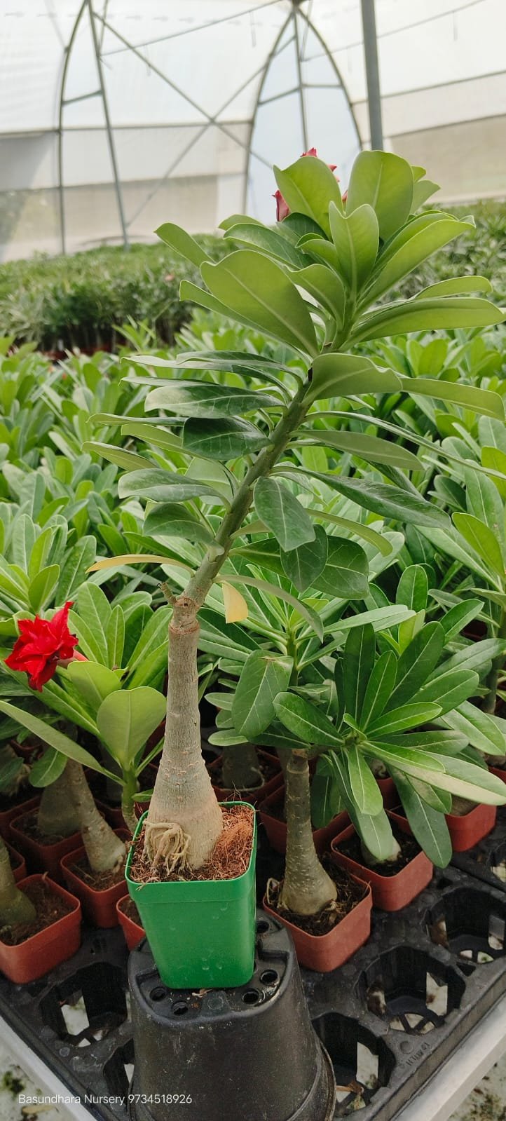 Adenium ‘R155’ Grafted Live Flower Plant(Height1.5-3Feet) - Image 3