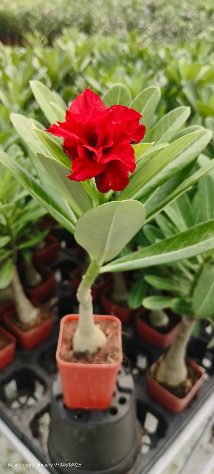 Adenium R146 Grafted Live Flower Plant(Height1.5-3Feet) - Image 2