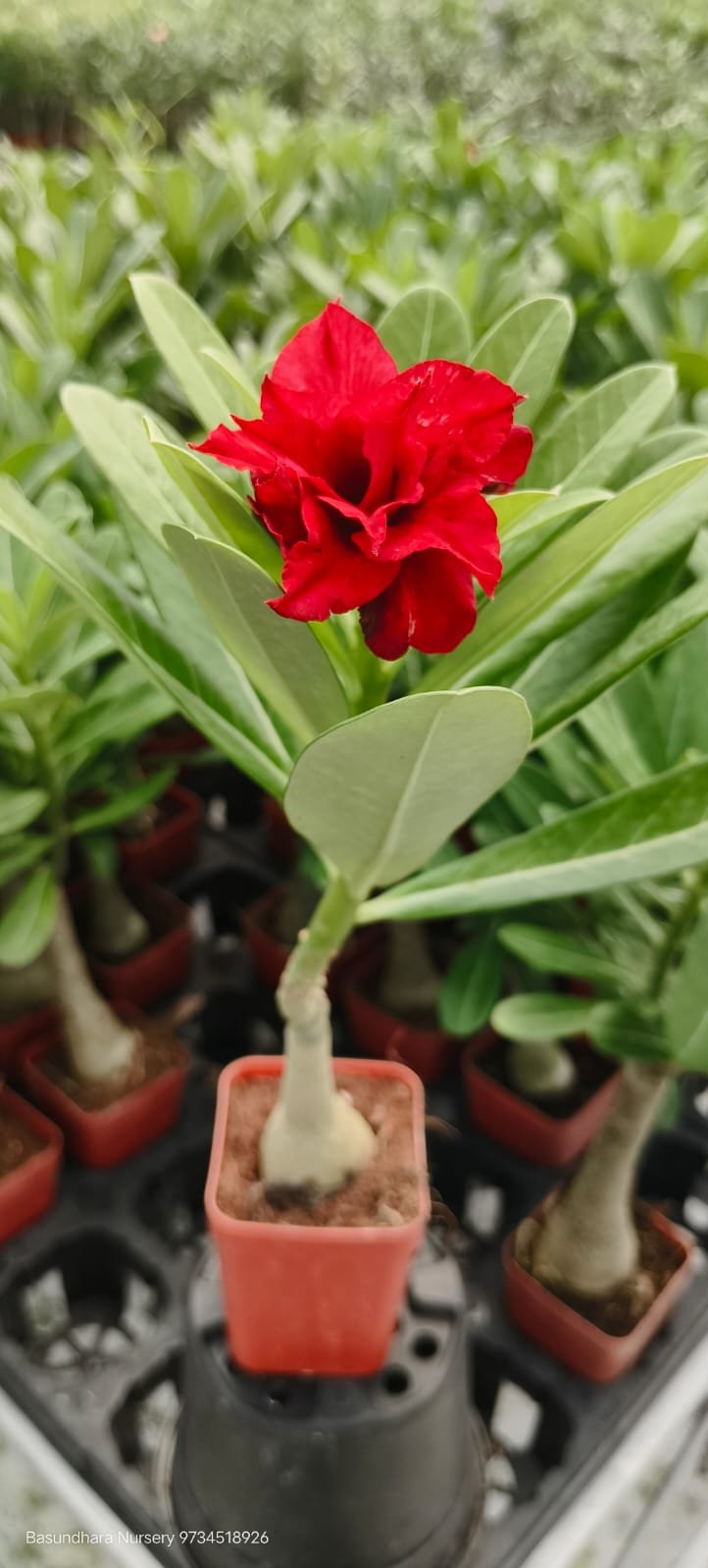 Adenium R146 Grafted Live Flower Plant(Height1.5-3Feet) - Image 3