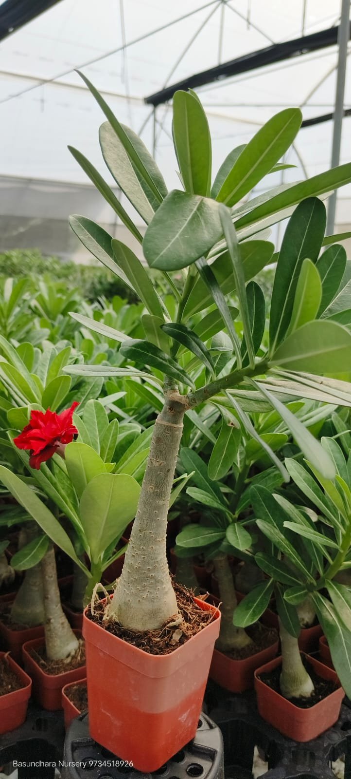 Adenium ‘R160’ Grafted Live Flower Plant(Height1.5-3Feet) - Image 2