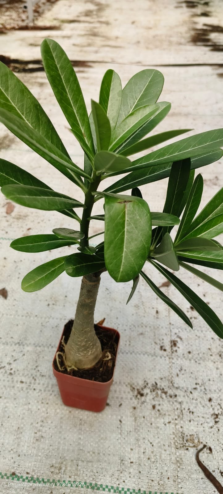 Adenium ‘R160’ Grafted Live Flower Plant(Height1.5-3Feet) - Image 3