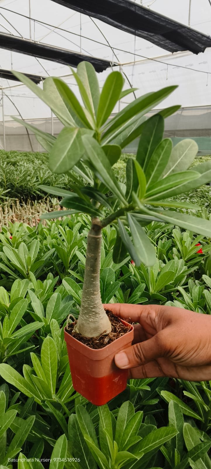 Adenium ‘R159’ Grafted Live Flower Plant(Height1.5-3Feet) - Image 3