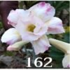 Adenium ‘R162’ Grafted Live Flower Plant(Height1.5-3Feet)