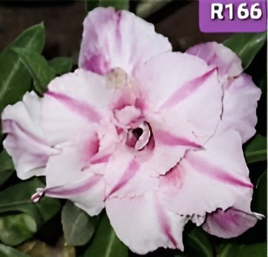 Adenium ‘R166’ Grafted Live Flower Plant(Height1.5-3Feet)