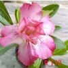 Adenium ‘R170’ Grafted Live Flower Plant(Height1.5-3Feet)