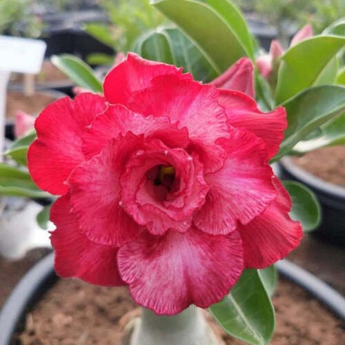 Adenium ‘R158’ Grafted Live Flower Plant(Height1.5-3Feet)