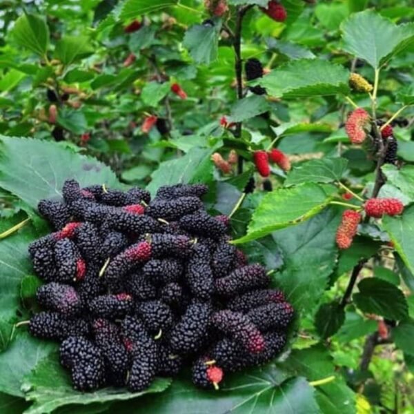 Mulberry Grafted Live Fruit Plant(Height1.5-3Feet) - Image 3