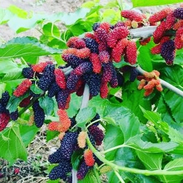 Mulberry Grafted Live Fruit Plant(Height1.5-3Feet) - Image 4