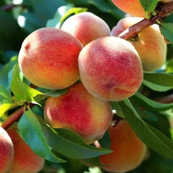Peach Prunus Persica Grafted Live Fruit Plant(Height1.5-3Feet) - Image 5